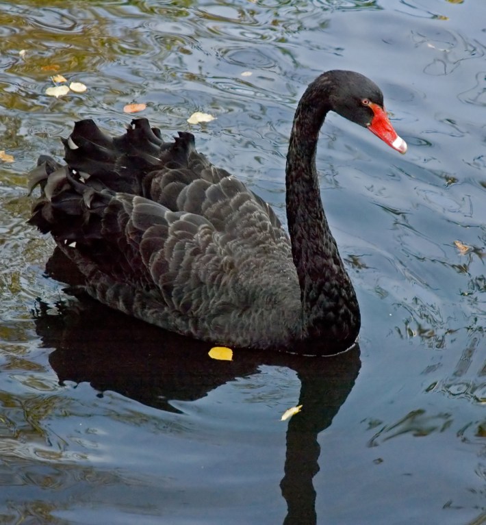 A Black Swan